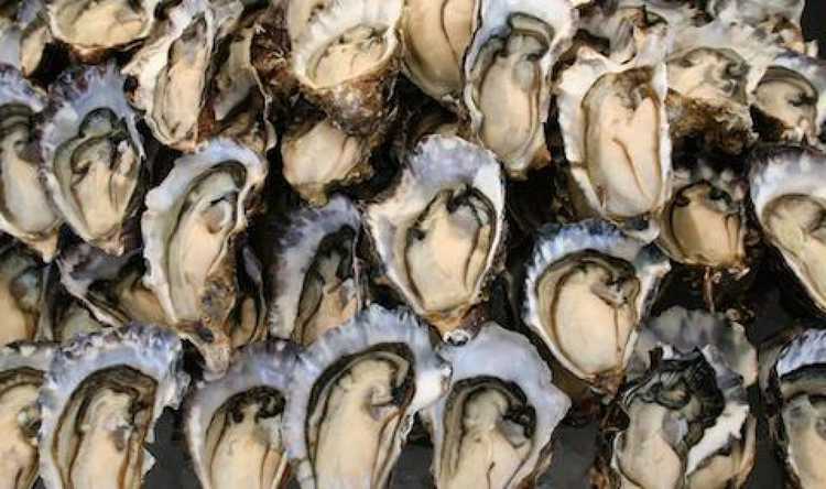 Oysters