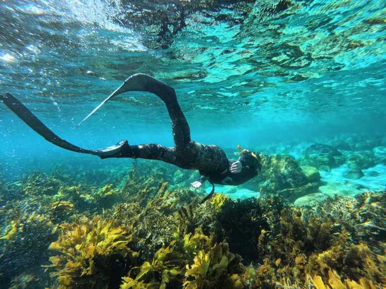 408573 dive zone whitianga instagram 2523 ig 17947889842850206