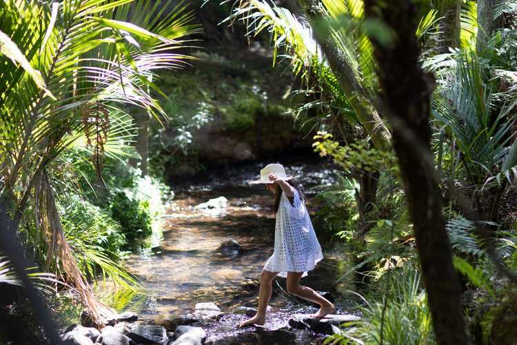 Waiau bush and stream