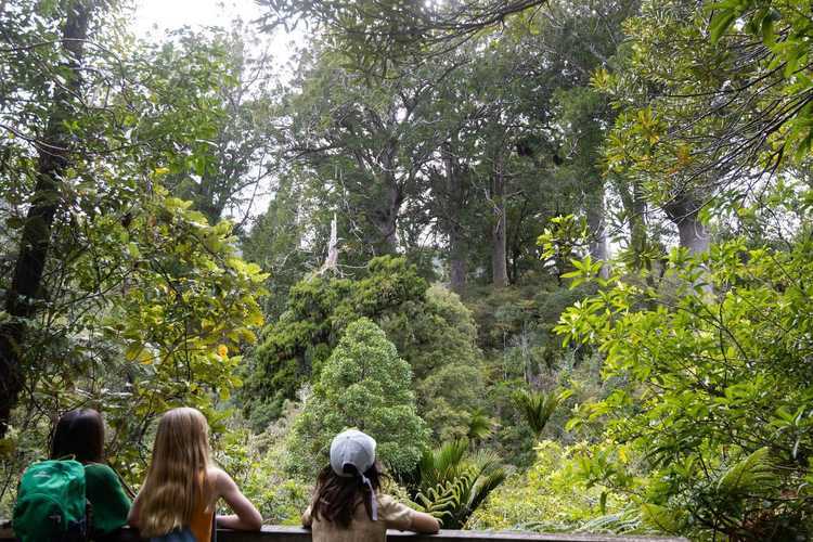 Waiua Falls Kauri Grove 019