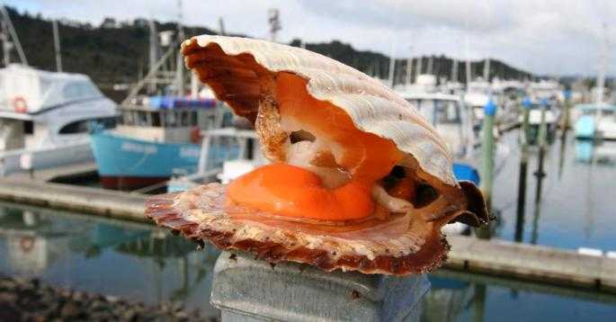 Iconic Scallop
