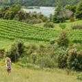 Destination Coromandel