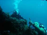click here for more information Dive Zone Whitianga :: click here for more information