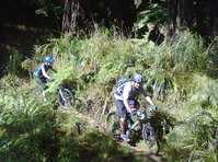 click here for more information Whangamata Matariki Forest Trails :: click here for more information