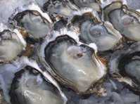 click here for more information The Coromandel Oyster Company :: click here for more information