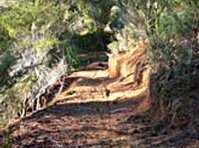 click here for more information Whitianga Bike Park :: click here for more information