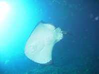 click here for more information Cathedral Cove Dive & Snorkel :: click here for more information