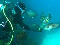 click here for more information Dive Zone Tairua :: click here for more information