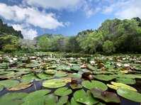 click here for more information Rapaura Water Gardens :: click here for more information