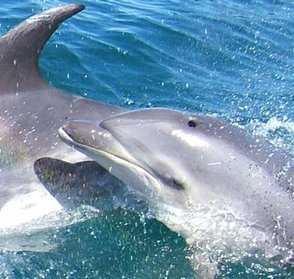Cave Cruzer dolphins