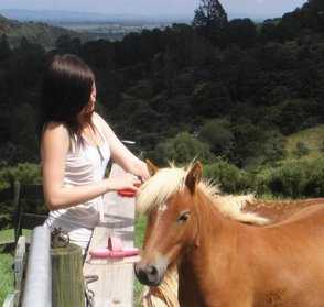 Miniature Horse Stallion