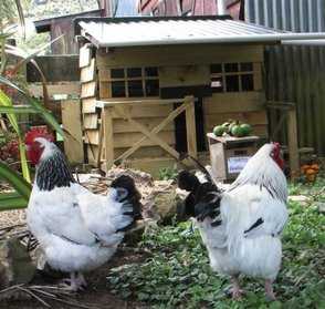 The Hen House