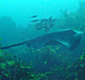 Sting Ray