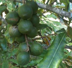 Macadamia Tree