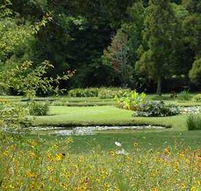 Meadow in the the Garden