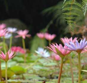 Waterlilies in the Garden