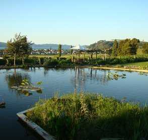 Pond