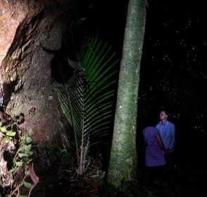 glowworms in private bush