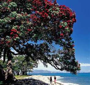 Coromandel Beach