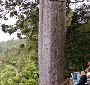Square Kauri