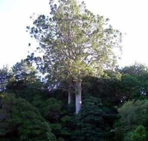Twin Kauri Reserve
