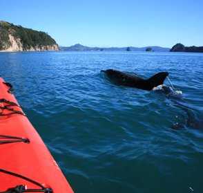 Marine Reserve wildlife...
