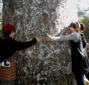 Hugging a majestic Kauri Tree