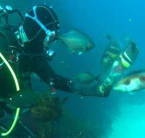 Dive Tairua, Aldermans