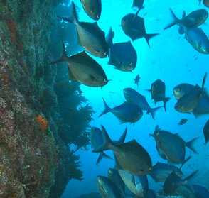 Dive Coromandel