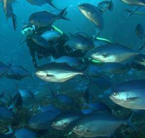 Dive Mercury Bay Alderman Islands