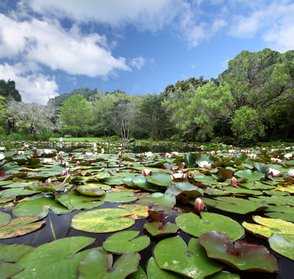 Water lilies flowering