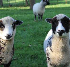 Sheep in our paddocks