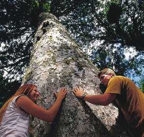 Guided Kauri Forest Experience
