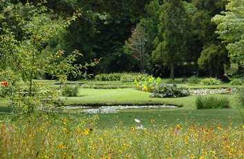 Meadow in the the Garden
