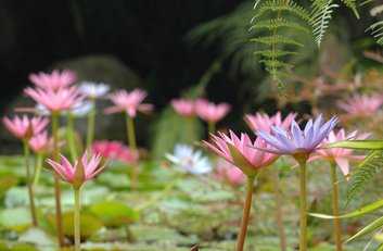 Waterlilies in the Garden