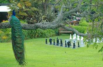 Peacock in the Gardens