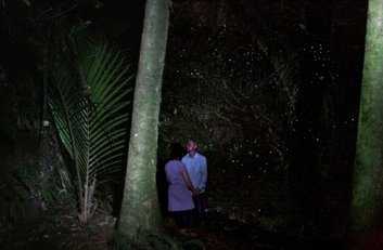 glowworms BPL