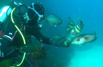 Dive Tairua, Aldermans