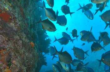 Dive Coromandel