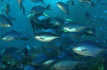 Dive Mercury Bay Alderman Islands