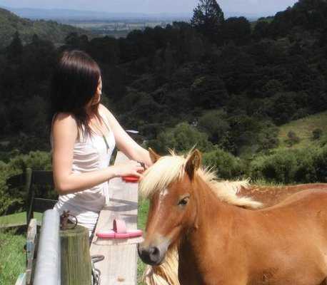 Miniature Horse Stallion