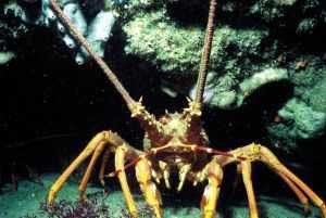 Cathedral Cove Dive & Snorkel