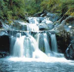 Rapaura watergardens