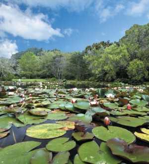 Rapaura watergardens