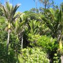 Coromandel's native bush 